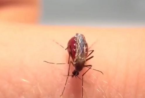 Mosquito picando