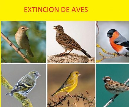 Extincion de aves