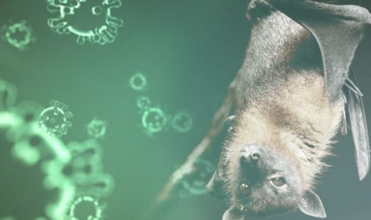 El cambio climatico facilita la transmision de virus entre especies 2 Transmision de virus
